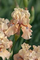 Intermediate Iris 'Bottle of Bliss' 