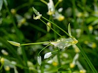 Allium paradoxum 