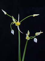 Allium paradoxum Few-flowered garlic  April Norfolk churchyard