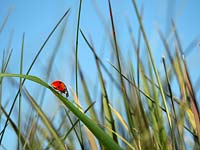 Coccinella punctata - Seven-spot ladybird 