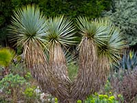 Yucca rostrata 'Beaked yucca'