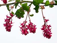 Ribes sanguineum -Flowering currant 