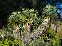 Yucca rostrata - Beaked yucca. East Ruston, Old Vicarage Gardens, Norfolk, UK. 
