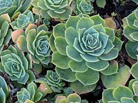 Echeveria - Hens and Chicks