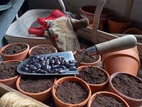 Runner Bean Phaseolus coccineus Seeds variety 'Lady Di', in the potting shed ready for sowing 