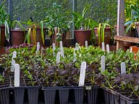 Various vegetable seedlings germinating in green house 