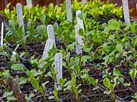 Various vegetable seedlings germinating 