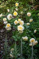 Rosa 'The Pilgrim' with emerging Digitalis parviflora - Foxglove