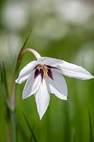 Gladiolus callianthus syn. Acidanthera bicolor 'Murielae' AGM - Abyssinian gladiolus