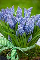 Muscari - grape hyacinths - in a pot tied with a ribbon.