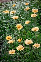 Euphorbia hypericifolia Diamond Frost syn. 'Inneuphe' with Arctotis 'Apricot' - African daisy