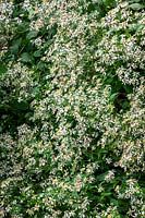 Eurybia divaricata syn. Aster divaricatus, Aster corymbosus  - White wood aster