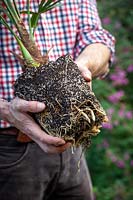 Showing an example of a good strong root system on a container grown plant