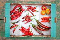 Mixed chilli peppers harvested into cardboard boxes. Variety names written next to chilies