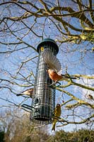 Greenfinch  - Carduelis chloris - and male and female Bullfinches - Pyrrhula pyrrhula - on a wire squirrel proof bird feeder