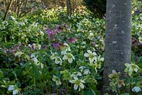 Drifts of Helleborus - Hellebore - carpet the garden by tree trunk