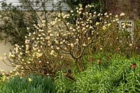 Edgeworthia chrysantha - Paperbush - in mixed border underplanted with bulbs such as Narcissus - Daffodil - and Fritillaria imperialis - Crown Imperial 