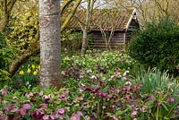 View over drift of Helleborus - Hellebore - flowers in deciduous woodland to shed 