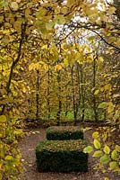 Two clipped box blocks  dotted with fallen leaves are enclosed by a Hornbeam hedge - Carpinus betulus, which is glowing a rich yellow in the autumn sun at Columbine Hall.