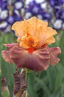 Tall Bearded Iris 'Rio' Keith Keppel, 2000 with rain drops