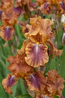 Tall Bearded Iris 'Autumn Leaves' Keith Keppel, 1972