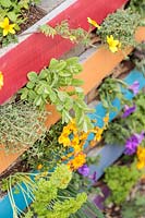 Close up detail of rainbow pallet planter. Planting includes: Mentha - Applemint, Petroselinum crispum - Curled Parsley and Thymus 'Silver Queen' - Thyme
