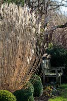 Miscanthus, flower stems rising above a circle of Buxus - Box - balls 