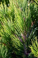 Pinus heldreichii 'Schmidtii' - Bosnian Pine 