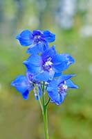 Delphinium 'Piccolo'