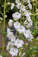 Delphinium 'Galahad'