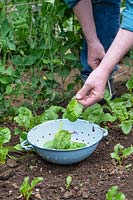 Beta vulgaris subsp. cicla var. flavescens - Swiss Chard 'Bright Lights' -man harvesting young leaves into a colander