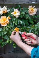 Gardener deadheading Rosa - Rose