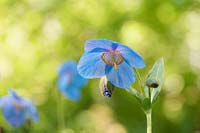 Meconopsis grandis - Himalayan Blue Poppy