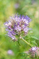 Phacelia