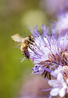 Phacelia being visited by Honey Bee - Apis mellifera