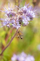 Phacelia being visited by Honey Bee - Apis mellifera