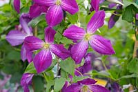 Clematis jackmanii 'Purpurea'