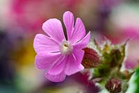 Silene dioica -  Red Campion -