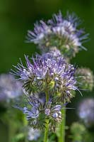 Lacy Phacelia tanacetifolia purple tansy