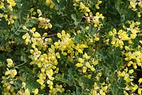 Coronilla valentina subsp glauca 'Citrina'