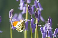Anthocharis cardamines - Male Orange Tip Butterfly, resting on Bluebell flower
