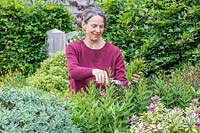 Woman carrying out a 'Chelsea Chop' on a Veronicastrum using secateurs to encourage more growth. 