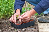 Woman carefully transplanting Cosmos seedling from the ground into small plastic pot, holding the seed leaf