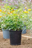 Rosa 'Lots of Kisses' laid out in bed ready for planting. 