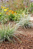 Bed with two Carex plants - one mulched with bark, and one with exposed soil. 