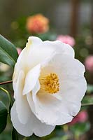 Camellia 'Lovelight'