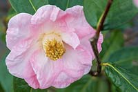 Camellia 'Blissful Dawn'