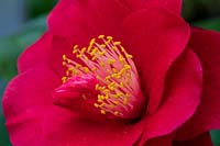 Camellia 'San Dimas'