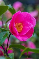 Camellia 'St Ewe'