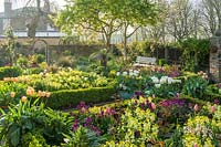 Formal layout of beds within an urban garden with brick wall boundary and views of houses and trees beyond. Buxus - Box - edged beds filled with Erysimum - Wallflower and Tulipa - Tulip in yellow, purple colour theme. Pots of Tulipa - Tulip - 'Apricot Beauty' and 'Purissima' in containers on path.